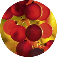 Aceto Balsamico di Modena IGP
