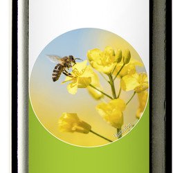 Rapeseed Oil cold pressed