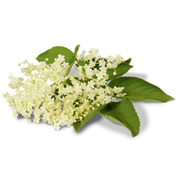 Holunder Alpendrink Bio-Sirup 1+6