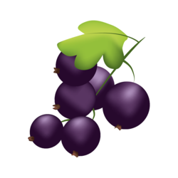 Alpendrink Basic 1+6 Schwarze Johannisbeere