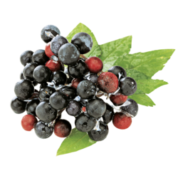 Alpendrink Nectar 1+6 Black Currant